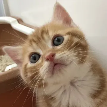 浜松 猫 ブリーダーより 保護猫と人生変わる出会い